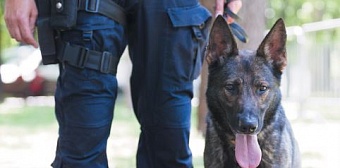Служебные собаки: четыре варианта охраны